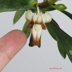 Dendrobium kenepaiense 3