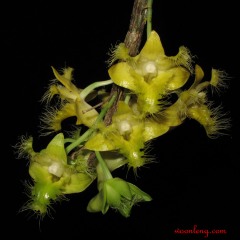 Dendrobium roslii 0912_1 res
