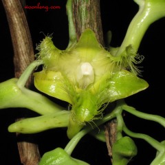 Dendrobium roslii 0912_2 res