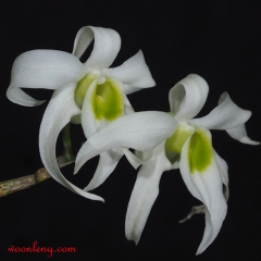 Dendrobium wilsonii