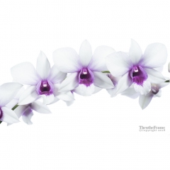 Dendrobium Syedna Mufaddal Saifuddin res