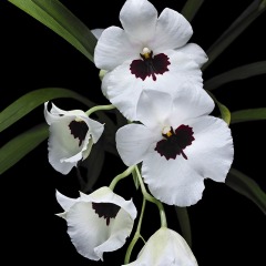 Miltonia