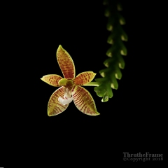 phalaenopsis cornu-cervi res