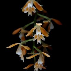 Epidendrum polyanthum