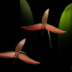 Bulbophyllum howcroftii