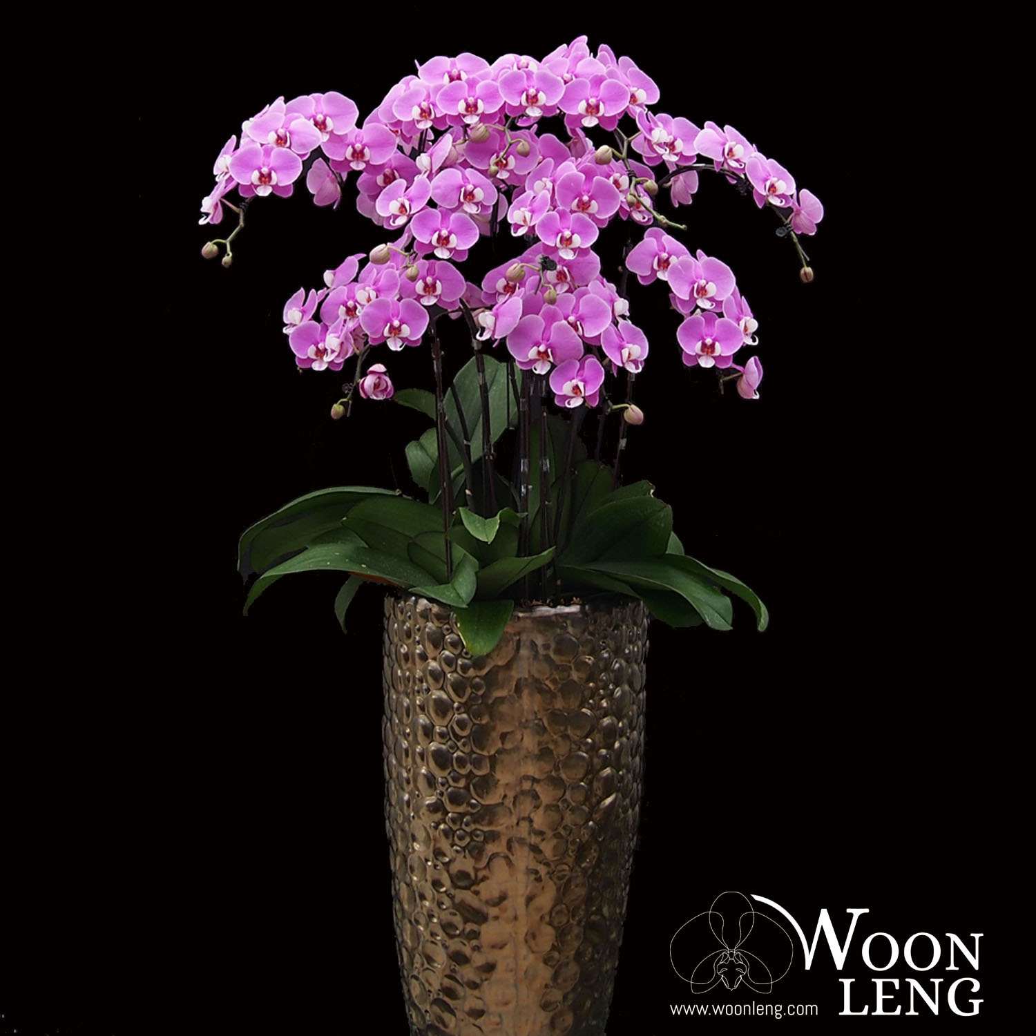 10 phalaenopsis in 1 pot - Woon Leng Nursery