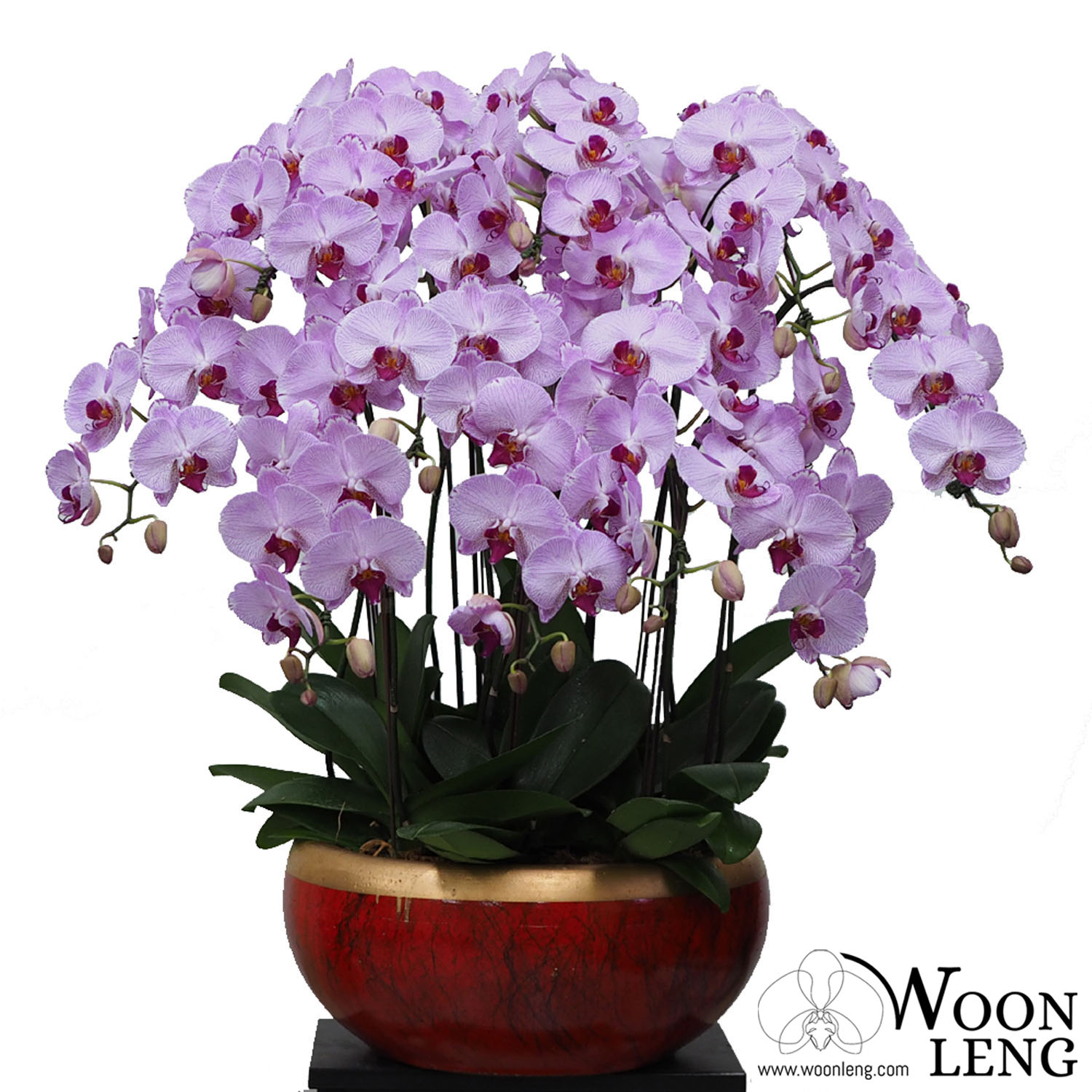 10 phalaenopsis in 1 pot - Woon Leng Nursery