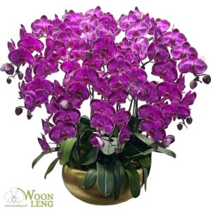 12 phalaenopsis in 1 pot