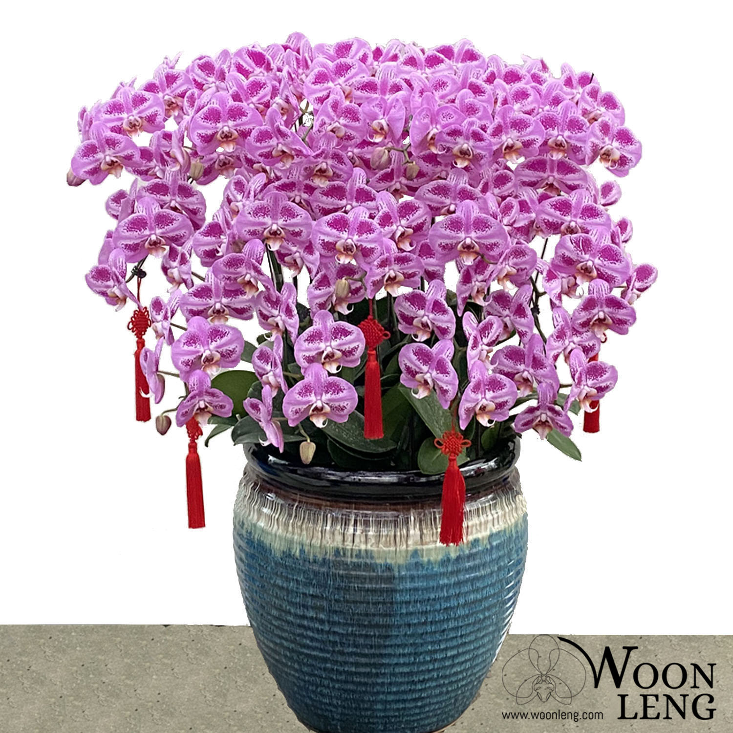 15 phalaenopsis in 1 pot - Woon Leng Nursery