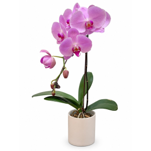 Single Phalaenopsis Orchid in Pot