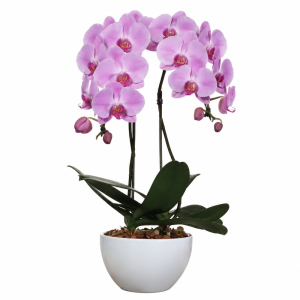 Two Phalaenopsis Orchid in Pot