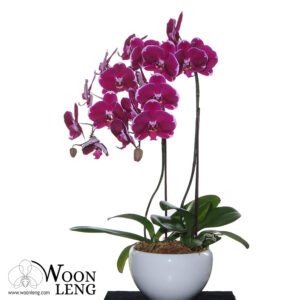 2 phalaenopsis in 1 pot