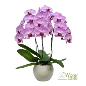 3 phalaenopsis in 1 pot