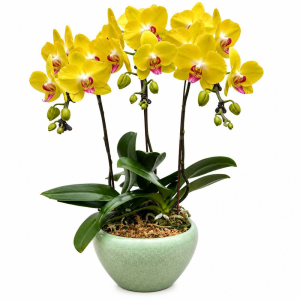 Three Phalaenopsis Orchid in Pot