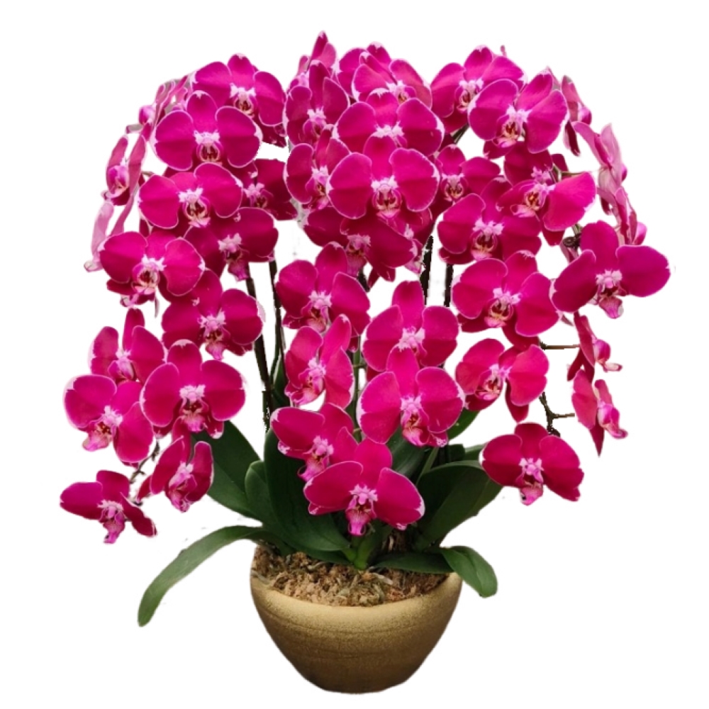 6 phalaenopsis in 1 pot - Woon Leng Nursery