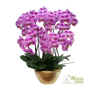 6 phalaenopsis in 1 pot