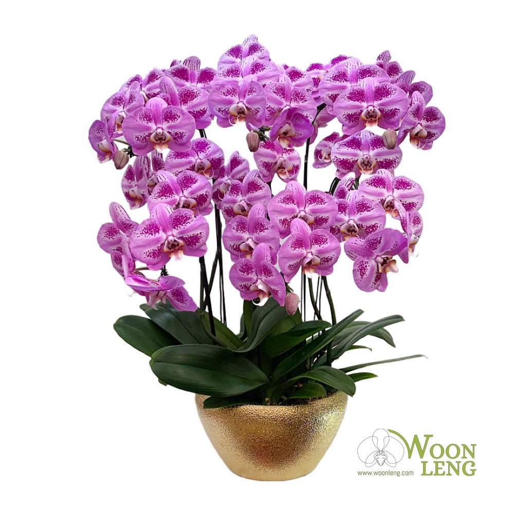 6 phalaenopsis in 1 pot - Woon Leng Nursery