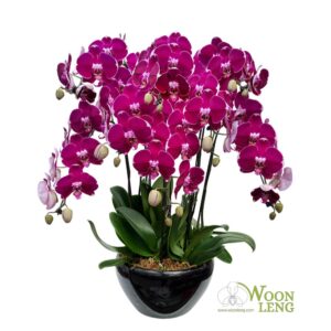 8 phalaenopsis in 1 pot