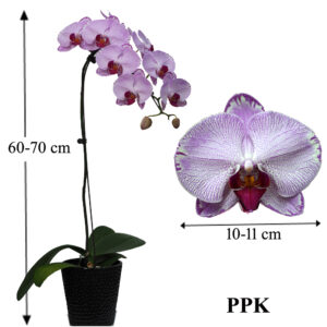 1 phalaenopsis in 1 pot