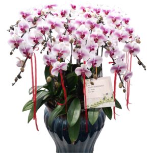 15 phalaenopsis in 1 pot