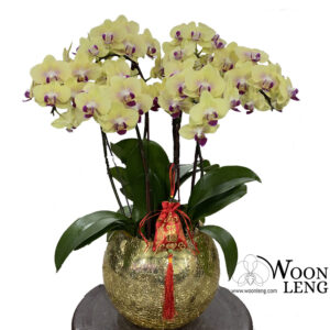 4 phalaenopsis in 1 pot