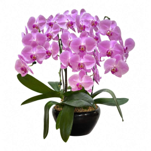 Four Phalaenopsis Orchid in Pot