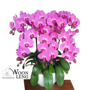 7 phalaenopsis in 1 pot