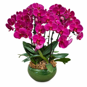 Seven Phalaenopsis Orchid in Pot