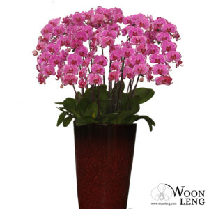 18 phalaenopsis in 1 pot