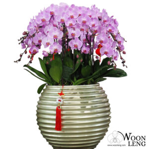 20 phalaenopsis in 1 pot