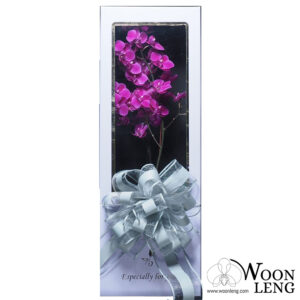 Phalaenopsis Gift Box B