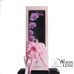 Phalaenopsis Gift Box D