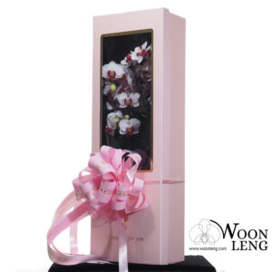 Phalaenopsis Gift Box C