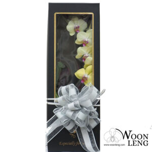 Phalaenopsis Gift Box E
