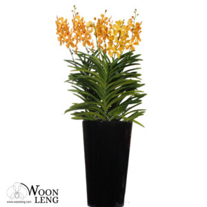 Arrangement 3 in 1-Aranda