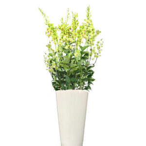 Arrangement 5 in 1-Dendrobium