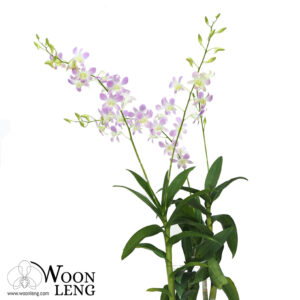 Dendrobium Orchid 1 in 1 ceramic pot