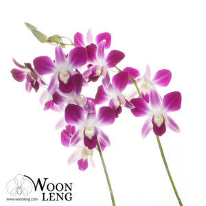 Dendrobium Sonia in Clay Pot