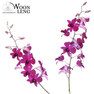 Dendrobium Tay Swee Keng