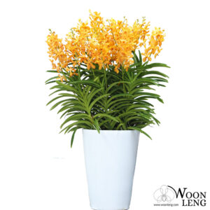 Arrangement 8 in 1-Aranda