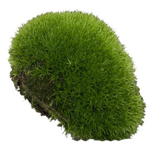 Moss Ball live