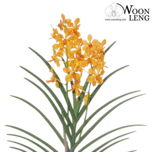 Papilionanda Ambrosian Twinkle