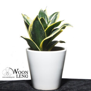 Sanseveria trifasciata