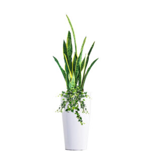 Sansevieria, Medium-sized Snake Plants in M size tall pot