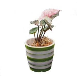 Syngonium Strawberry Ice