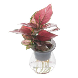 Aglaonema Red in water culture