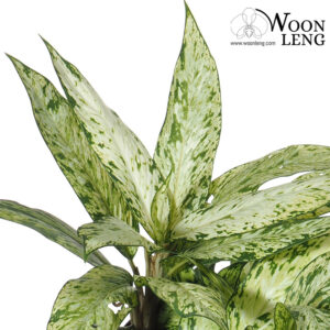 Aglaonema Evergreen, Chinese Evergreen