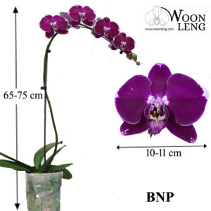Phalaenopsis BNP in soft plastic pot