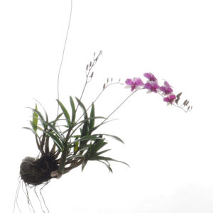 Dendrobium Mini Cherry Song in hanging shell