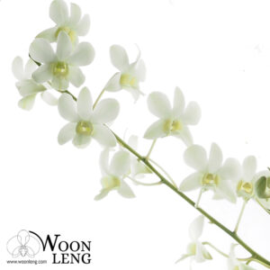 Dendrobium White Fairy in Clay Pot